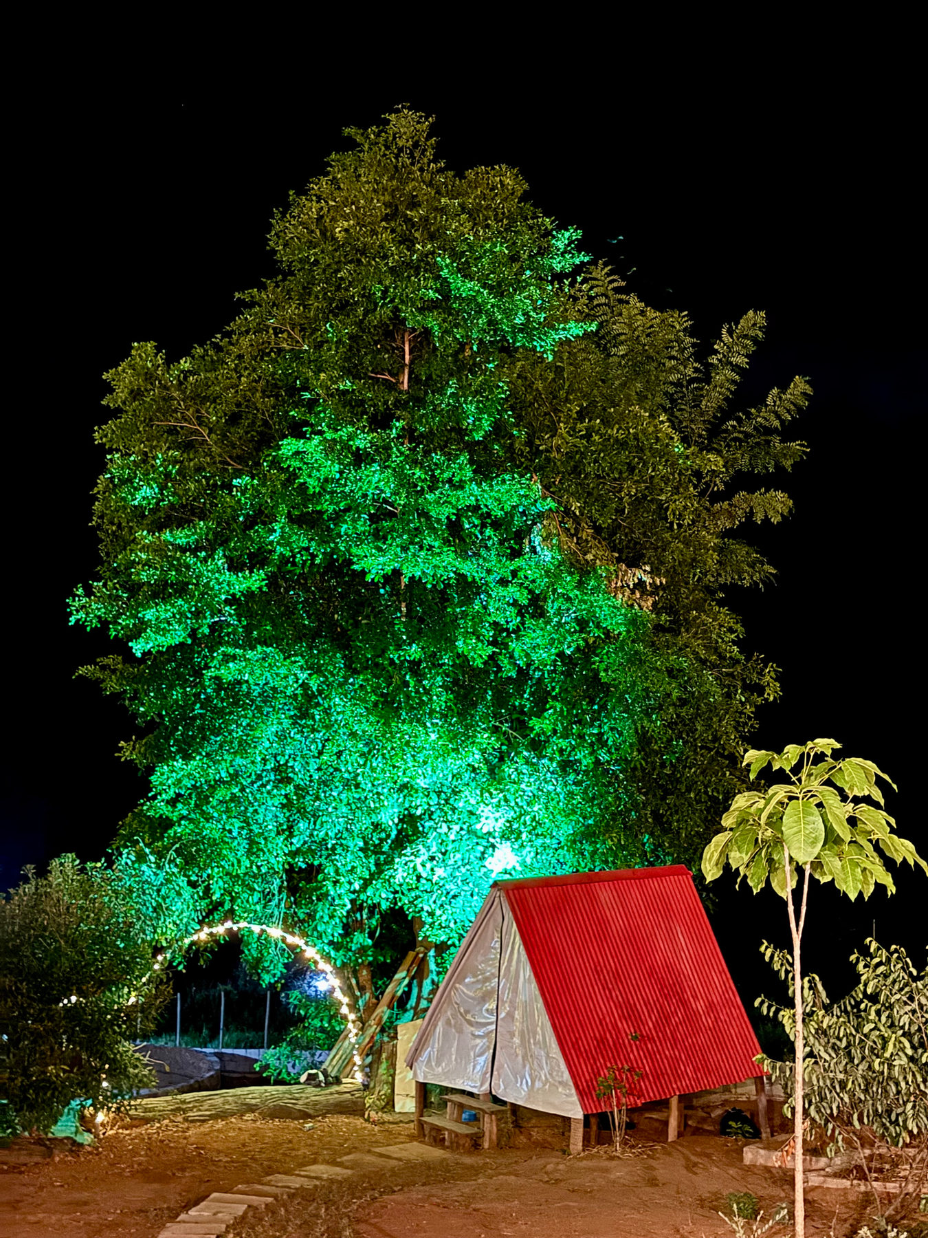 Tenda de telhado vermelho ao lado de uma grande árvore iluminada